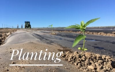 12,000 Plants in 3 Days