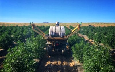 How Do You Foliar Feed?