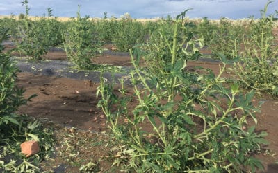 What doesn’t kill them, will make them stronger.