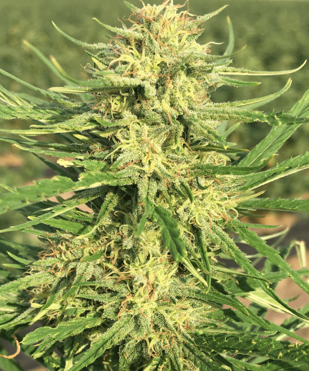 CBD hemp flower