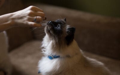 The Right CBD Oil Dosage For Cats