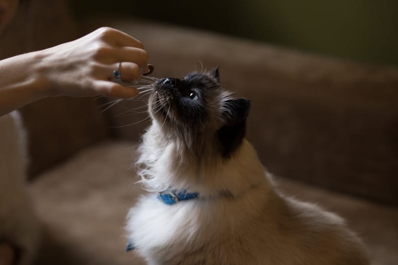 The Right CBD Oil Dosage For Cats