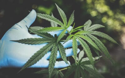 How Long Does CBD Stay In Your System?