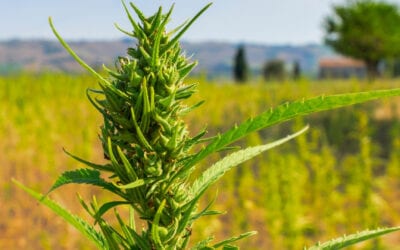 The Smart Buyer’s Guide to the Best CBD Oil