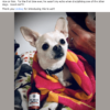 pet-tincture